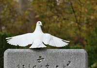 Weiße Taube auf einem Grabstein